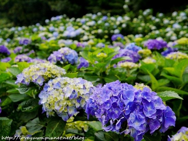 陽明山竹子湖高家繡球花田