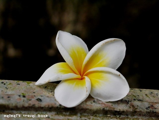 小白宮賞雞蛋花