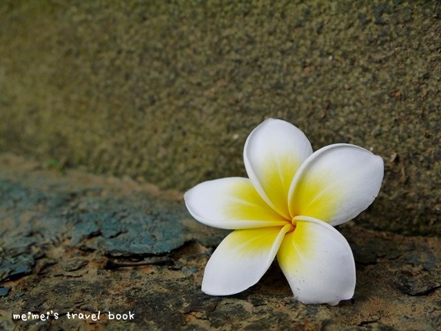 小白宮賞雞蛋花