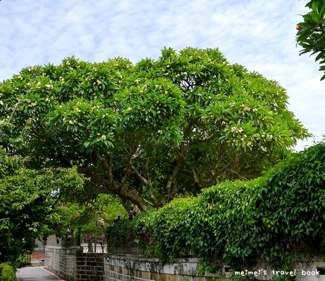 小白宮賞雞蛋花