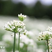 大溪九月雪韭菜花海