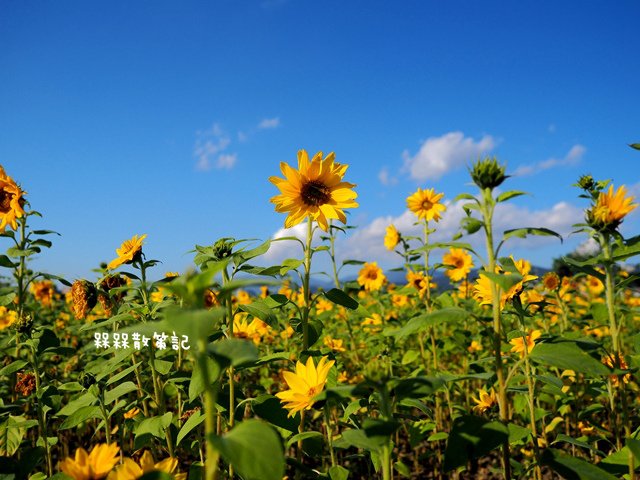 彩虹河濱公園向日葵花海