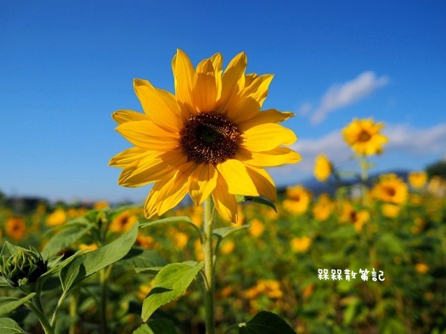 彩虹河濱公園向日葵花海