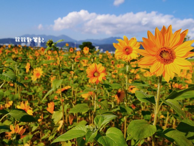 彩虹河濱公園向日葵花海