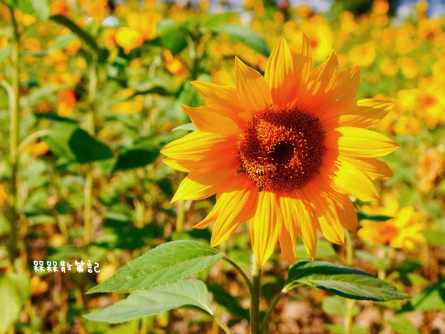 彩虹河濱公園向日葵花海