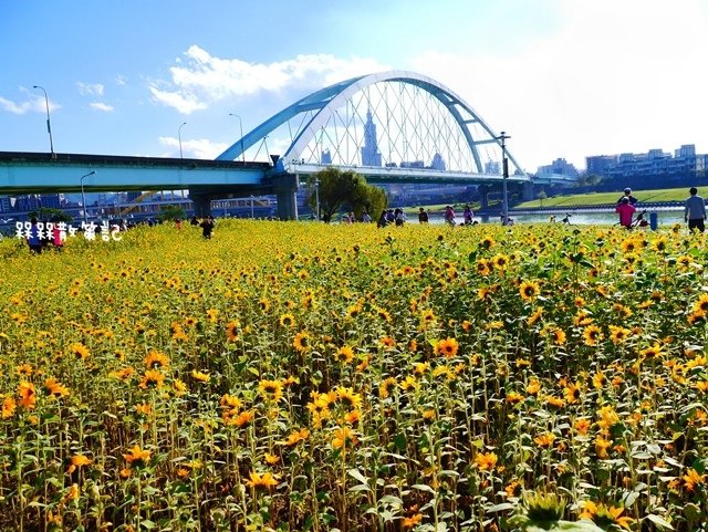 彩虹河濱公園向日葵花海