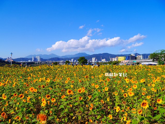 彩虹河濱公園向日葵花海