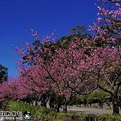 新店花園新城賞櫻