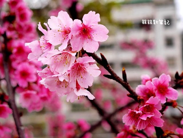 樂活公園賞櫻