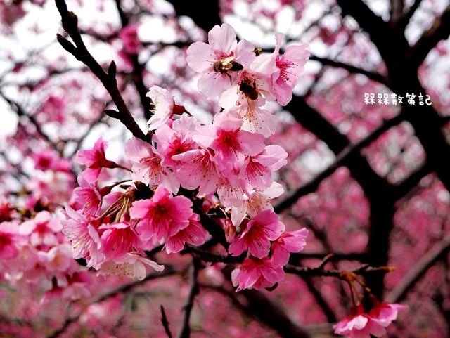 樂活公園賞櫻