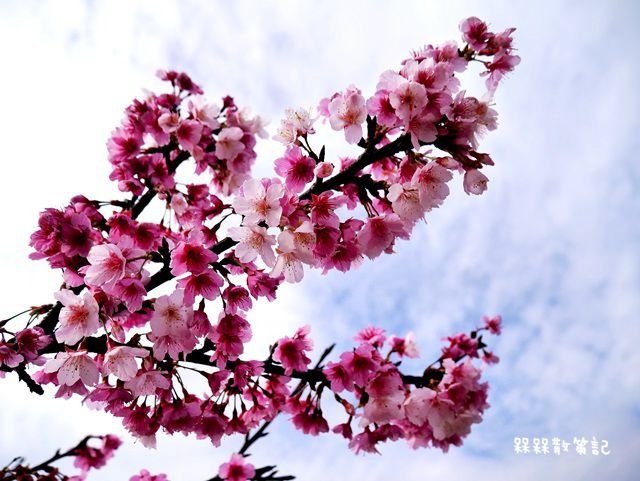 樂活公園賞櫻