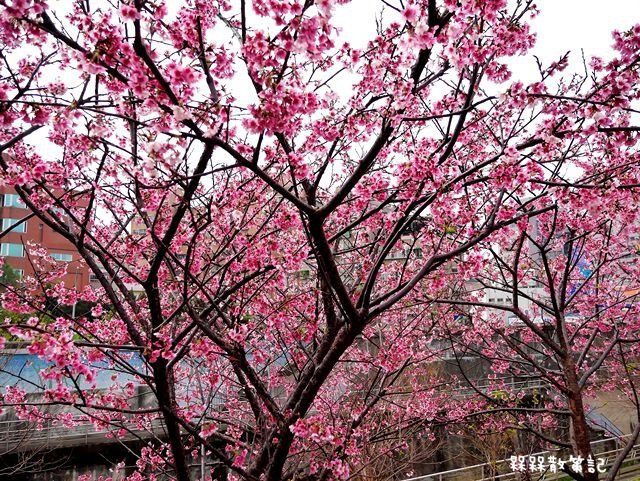 樂活公園賞櫻