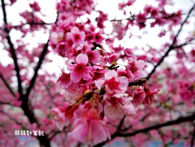 樂活公園賞櫻