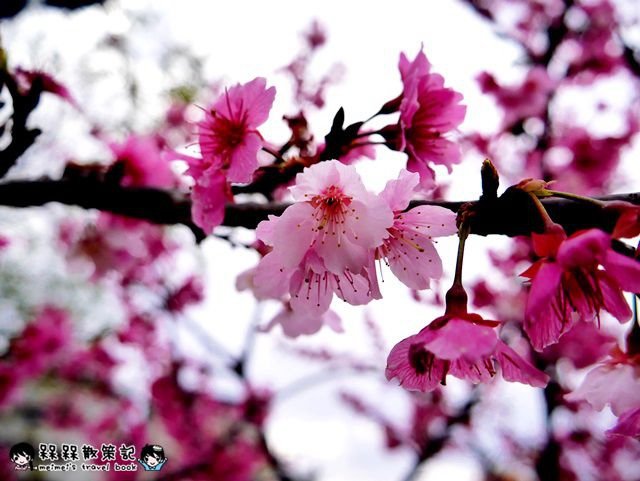 樂活公園賞櫻