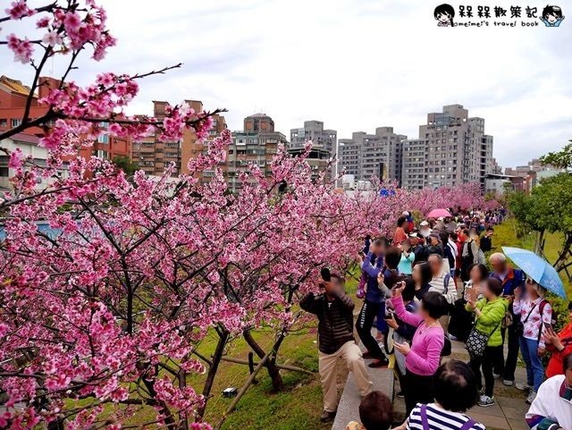 樂活公園賞櫻