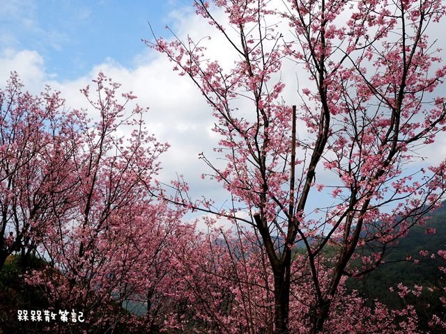 三峽櫻花秘境-櫻花控根科技農場~熊空櫻花林