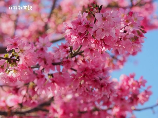 台中新社櫻花季興社街櫻花秘境