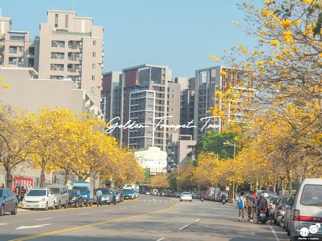 台中太順路黃花風鈴木