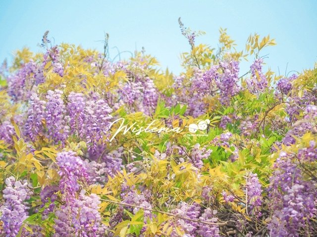 台北花卉村