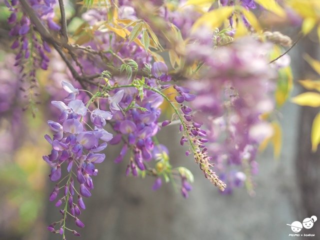 台北花卉村