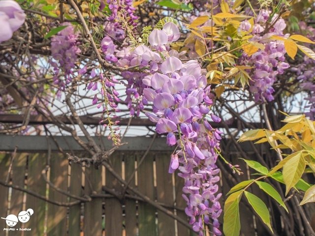 台北花卉村