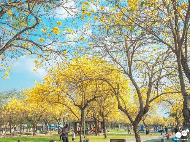 台中廍子公園黃金風鈴木