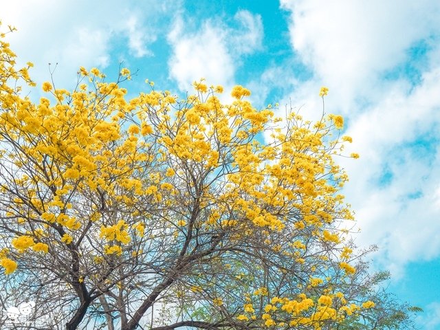 台中廍子公園黃金風鈴木