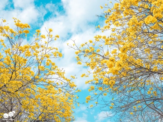 台中廍子公園黃金風鈴木