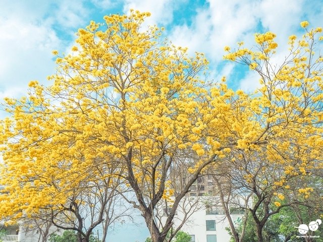 台中廍子公園黃金風鈴木