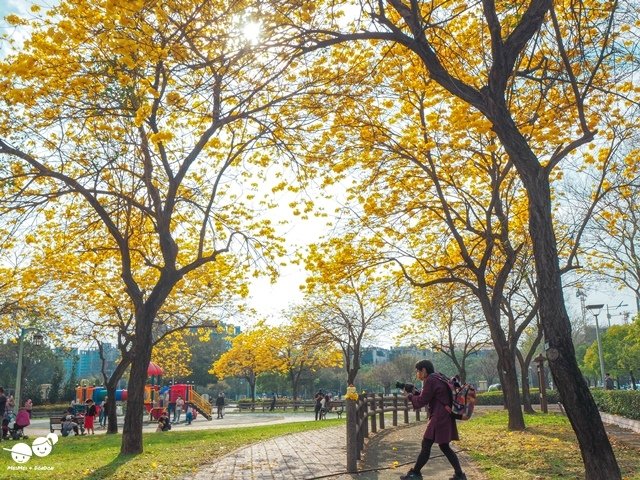 台中廍子公園黃金風鈴木