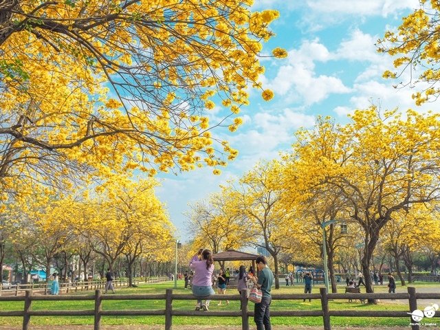 台中廍子公園黃金風鈴木