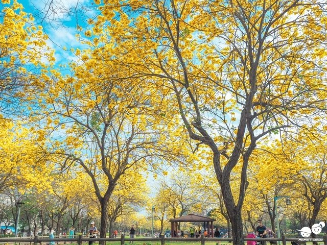 台中廍子公園黃金風鈴木