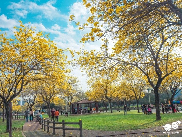 台中廍子公園黃金風鈴木