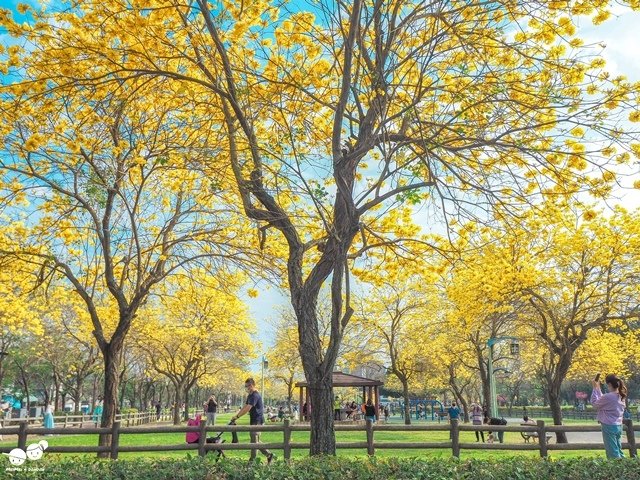 台中廍子公園黃金風鈴木