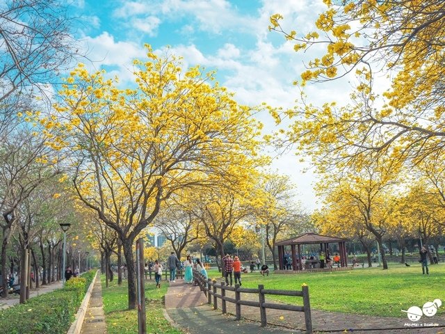 台中廍子公園黃金風鈴木