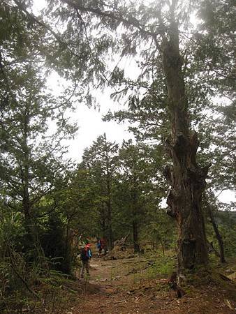 南投竹山杉林溪-爬山初體驗-【水漾森林+鹿屈山】_12.JPG