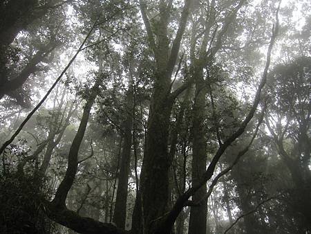 南投竹山杉林溪-爬山初體驗-【水漾森林+鹿屈山】_34.JPG