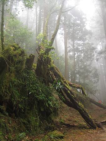 南投竹山杉林溪-爬山初體驗-【水漾森林+鹿屈山】_42.JPG