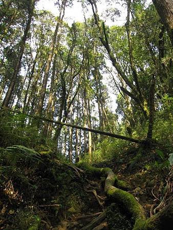 南投竹山杉林溪-爬山初體驗-【水漾森林+鹿屈山】_86.JPG