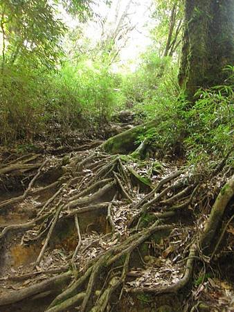 南投竹山杉林溪-爬山初體驗-【水漾森林+鹿屈山】_95.JPG