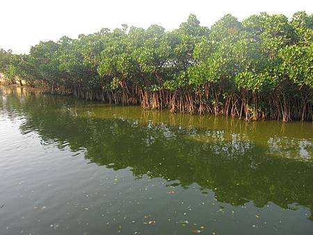 台灣秘境-迷你版亞馬遜河-台南四草生態園區-綠色隧道_32.JPG