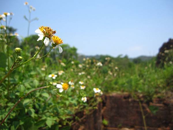 &lt;越南/會安&gt;2016.5.7-5.14 沒有巴黎鐵塔的小法