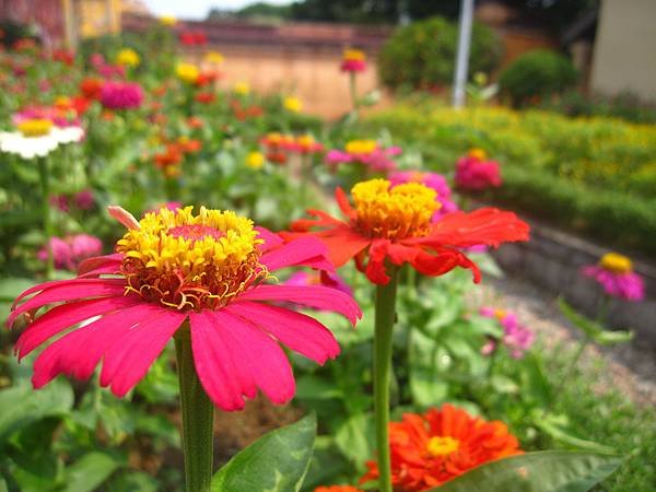 &lt;越南/峴港&gt;2016.5.7-5.14 沒有巴黎鐵塔的小法