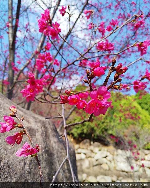 台灣/台中2019.2.8 大年初四爬山去,二刷谷關七雄