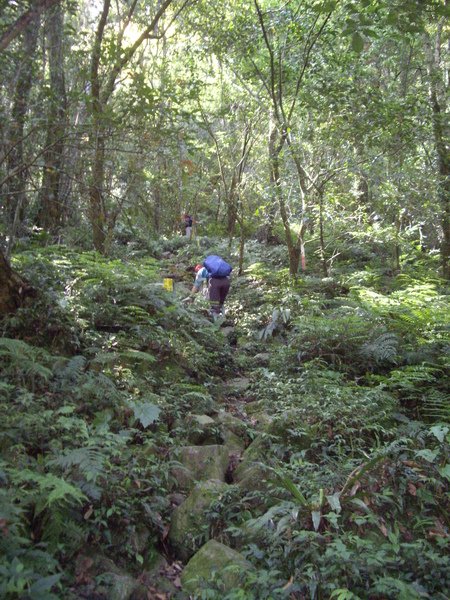 中級山的標準山路~濕濕滑滑.JPG