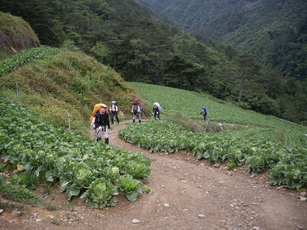 過境菜園中.JPG