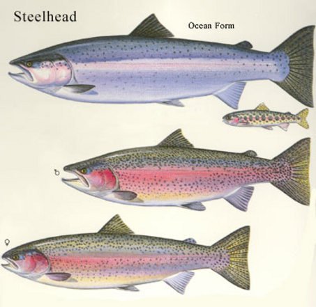 large_steelhead-allforms.jpg