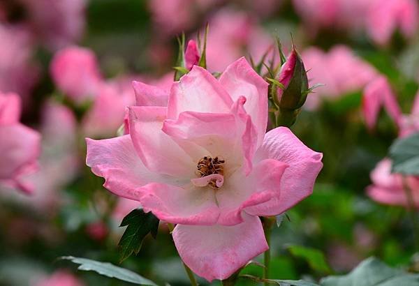 DSC_7695.JPG