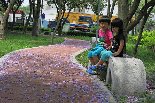 2014環保公園藍花楹1056.JPG