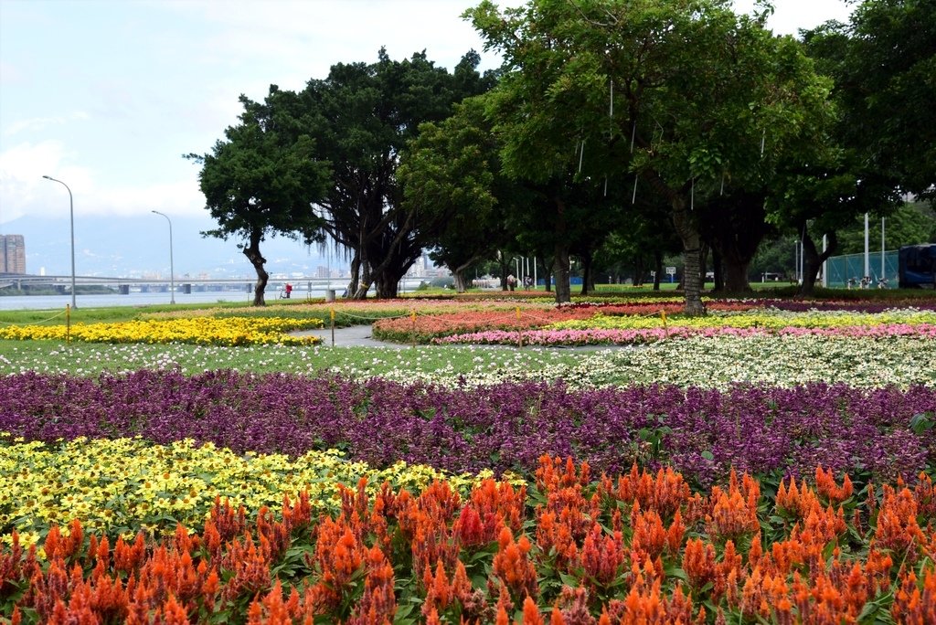 DSC_9273.JPG - 延平河濱公園花海